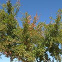 Acer monspessulanum (8)